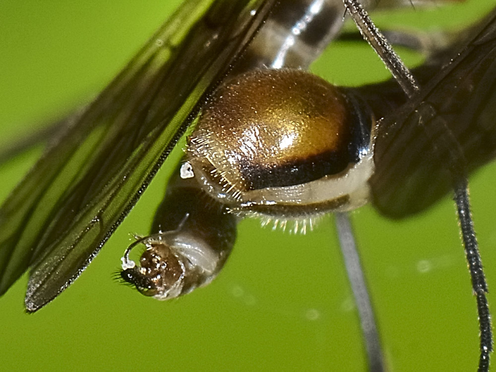 Hybotidae? No. Empididae: Brachystoma vesciculosum